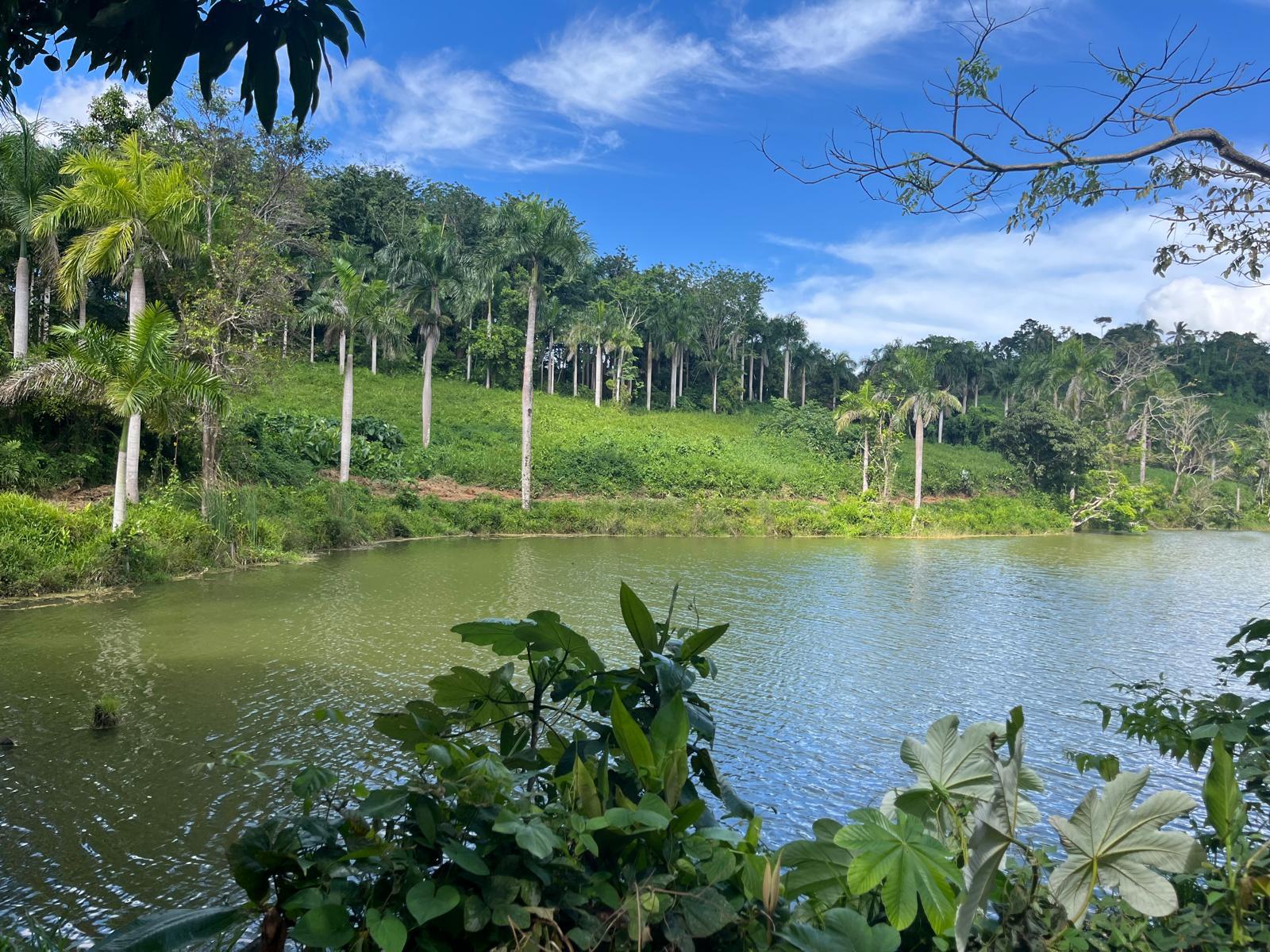 The private lake at Hacienda Yuké framed by royal palms