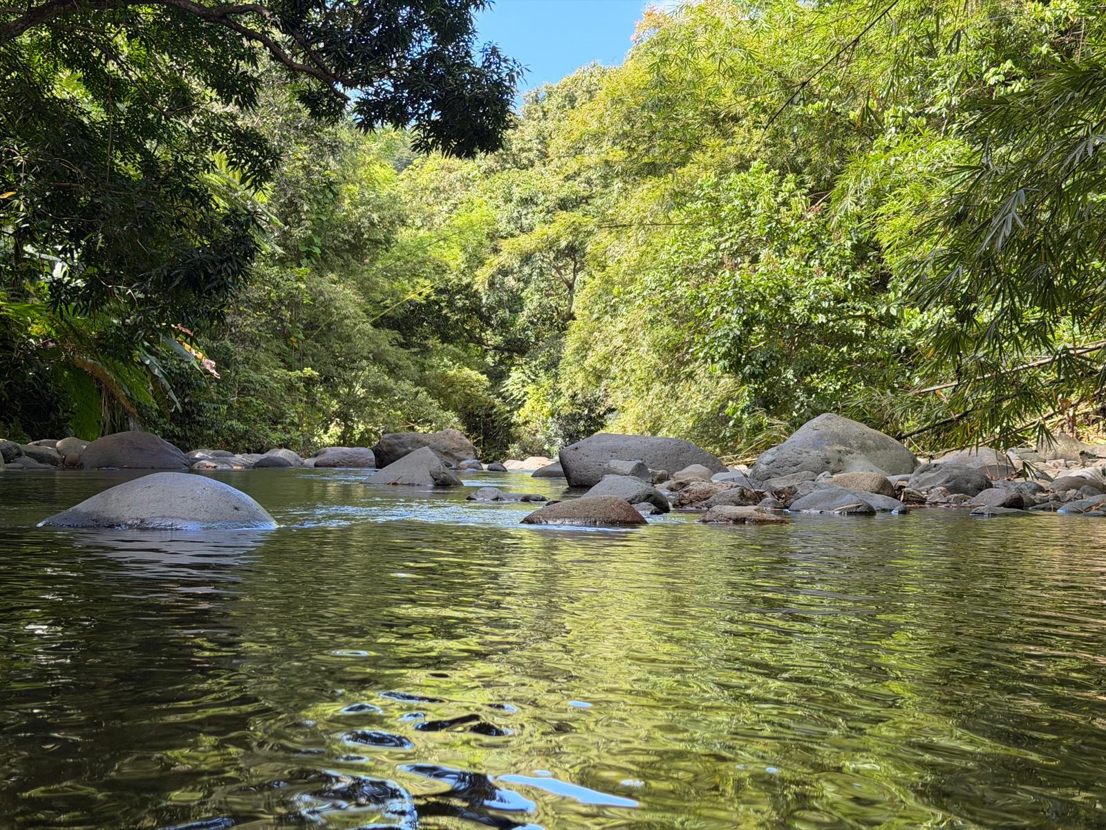 Mameyes River boulders and green canopy