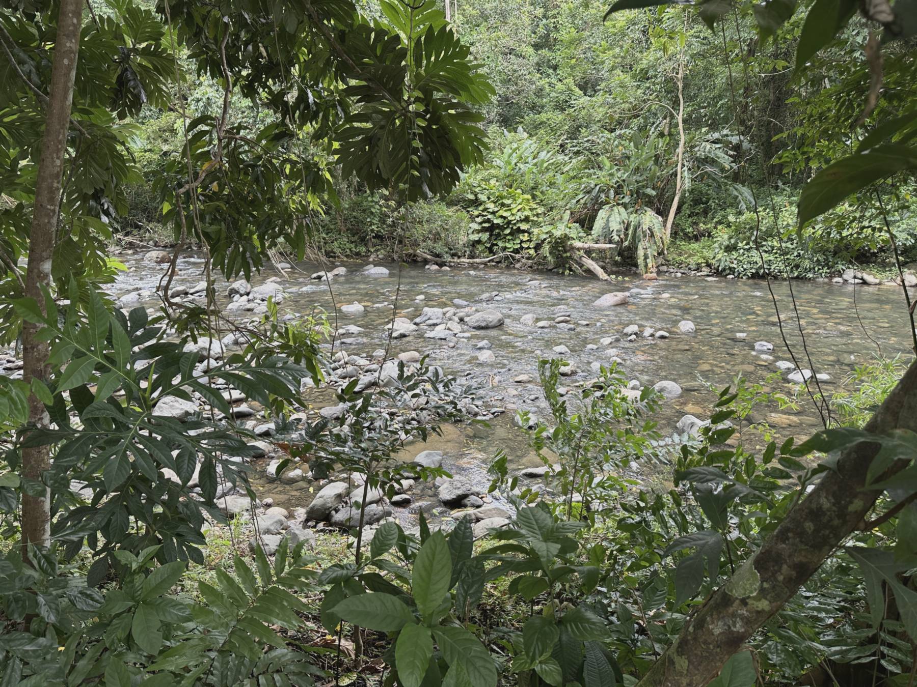 Mameyes River through the rainforest at Hacienda Yuké