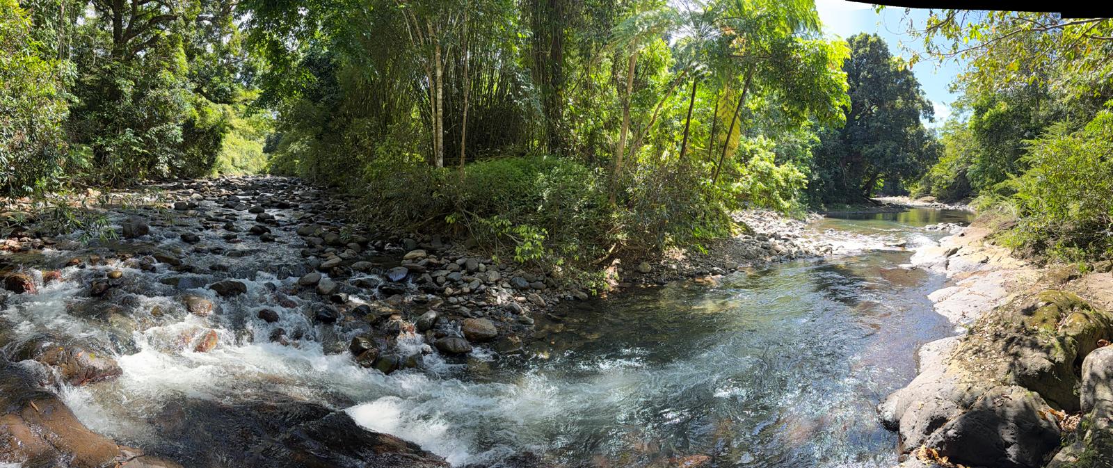 Mameyes River rapids and bamboo grove